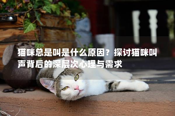 猫咪总是叫是什么原因？探讨猫咪叫声背后的深层次心理与需求