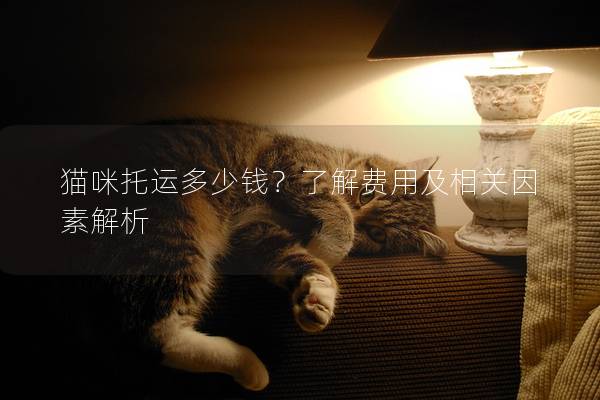 猫咪托运多少钱？了解费用及相关因素解析