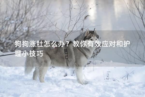 狗狗涨肚怎么办？教你有效应对和护理小技巧