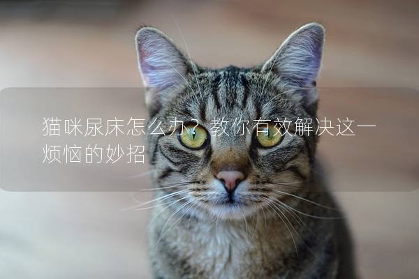 猫咪尿床怎么办？教你有效解决这一烦恼的妙招
