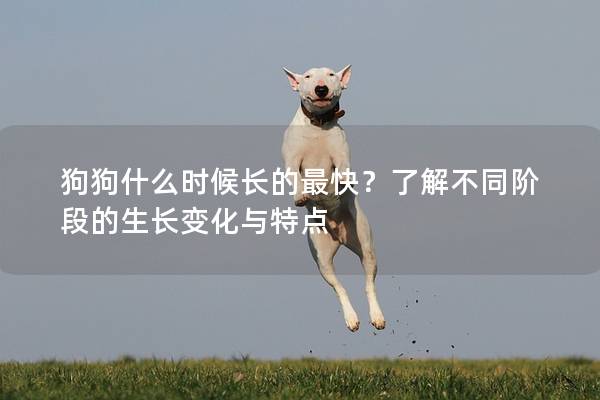 狗狗什么时候长的最快？了解不同阶段的生长变化与特点