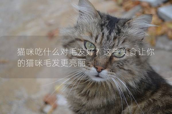 猫咪吃什么对毛发好？这些美食让你的猫咪毛发更亮丽