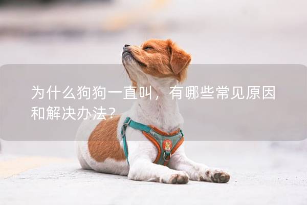 为什么狗狗一直叫，有哪些常见原因和解决办法？