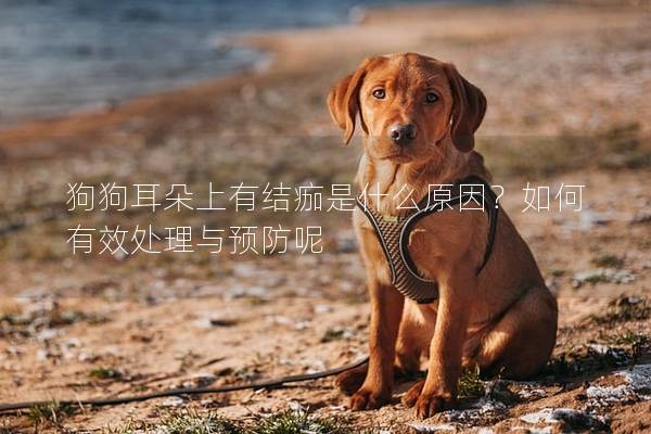 狗狗耳朵上有结痂是什么原因？如何有效处理与预防呢