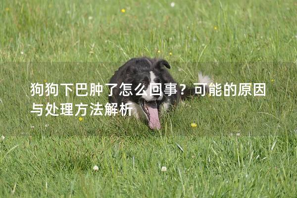 狗狗下巴肿了怎么回事？可能的原因与处理方法解析