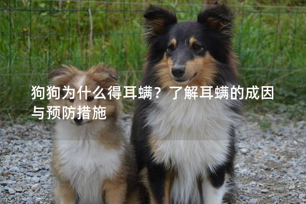 狗狗为什么得耳螨？了解耳螨的成因与预防措施