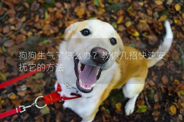 狗狗生气了怎么办？教你几招快速安抚它的方法