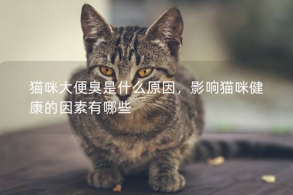 猫咪大便臭是什么原因，影响猫咪健康的因素有哪些