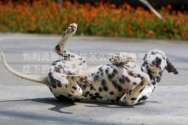 狗狗流眼泪眼屎怎么办,揪出原因对症下药是关键!