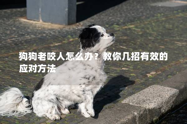 狗狗老咬人怎么办？教你几招有效的应对方法
