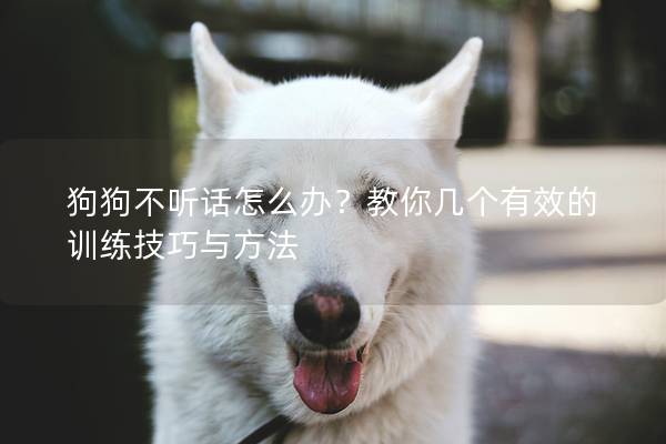 狗狗不听话怎么办？教你几个有效的训练技巧与方法