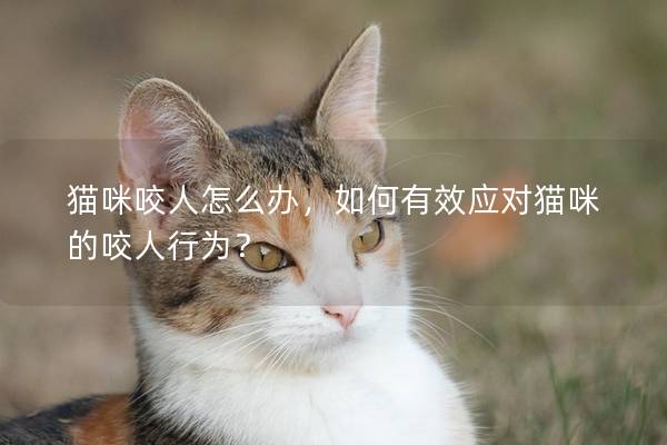 猫咪咬人怎么办，如何有效应对猫咪的咬人行为？