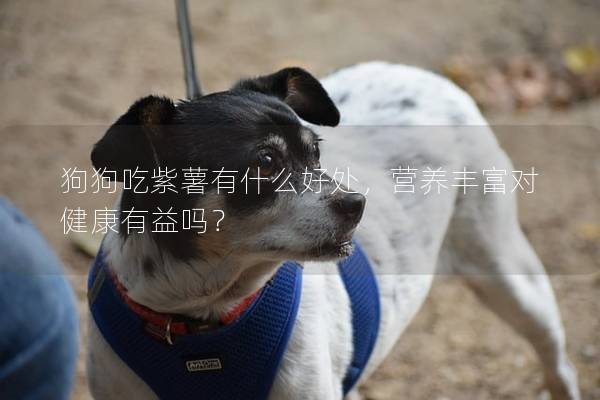 狗狗吃紫薯有什么好处，营养丰富对健康有益吗？