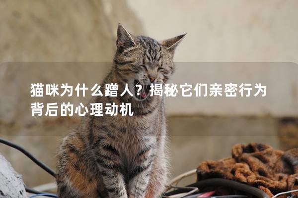 猫咪为什么蹭人？揭秘它们亲密行为背后的心理动机
