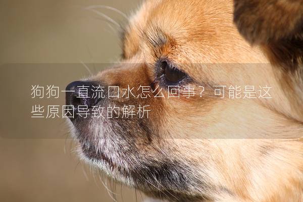 狗狗一直流口水怎么回事？可能是这些原因导致的解析