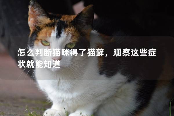 怎么判断猫咪得了猫藓，观察这些症状就能知道