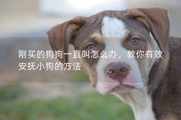 刚买的狗狗一直叫怎么办，教你有效安抚小狗的方法