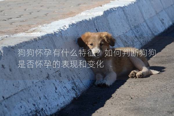 狗狗怀孕有什么特征？如何判断狗狗是否怀孕的表现和变化