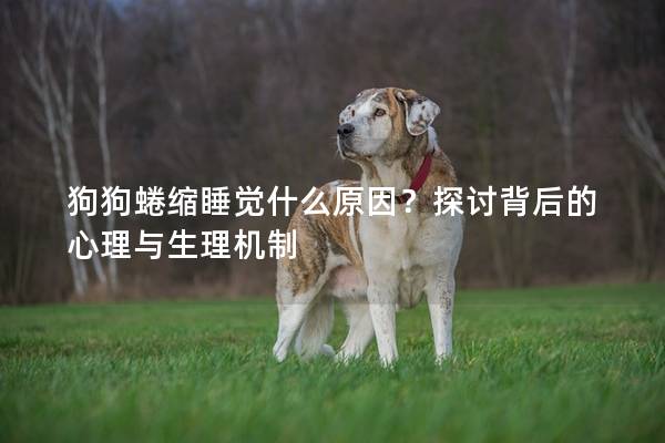 狗狗蜷缩睡觉什么原因？探讨背后的心理与生理机制