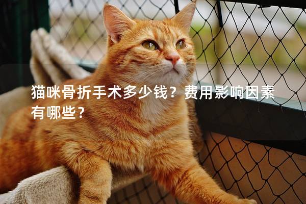 猫咪骨折手术多少钱？费用影响因素有哪些？