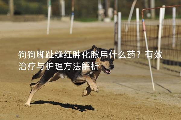 狗狗脚趾缝红肿化脓用什么药？有效治疗与护理方法解析