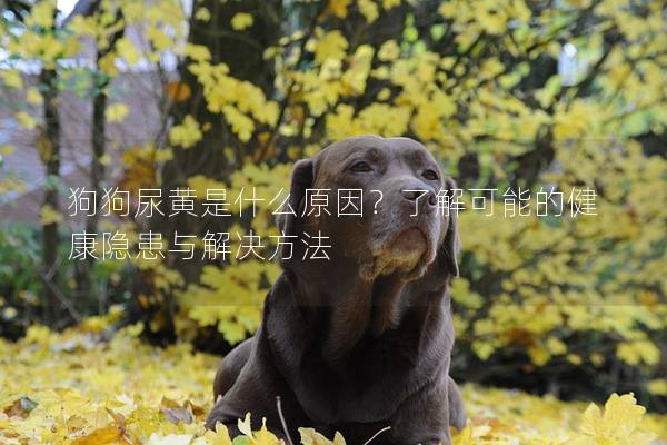 狗狗尿黄是什么原因？了解可能的健康隐患与解决方法