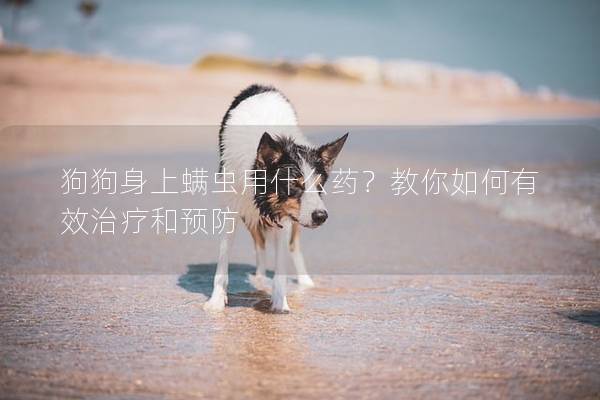 狗狗身上螨虫用什么药？教你如何有效治疗和预防