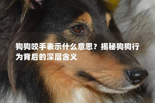 狗狗咬手表示什么意思？揭秘狗狗行为背后的深层含义