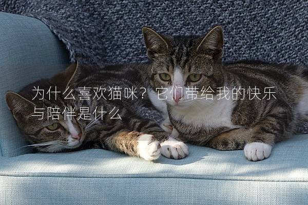 为什么喜欢猫咪？它们带给我的快乐与陪伴是什么