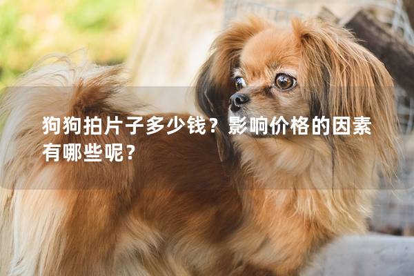 狗狗拍片子多少钱？影响价格的因素有哪些呢？