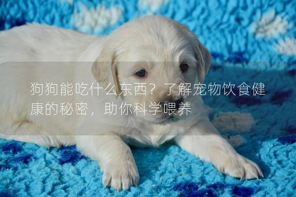 狗狗能吃什么东西？了解宠物饮食健康的秘密，助你科学喂养