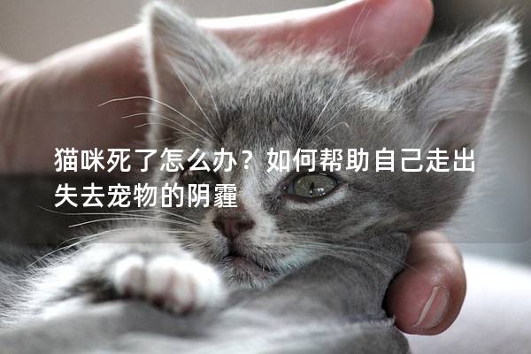 猫咪死了怎么办？如何帮助自己走出失去宠物的阴霾