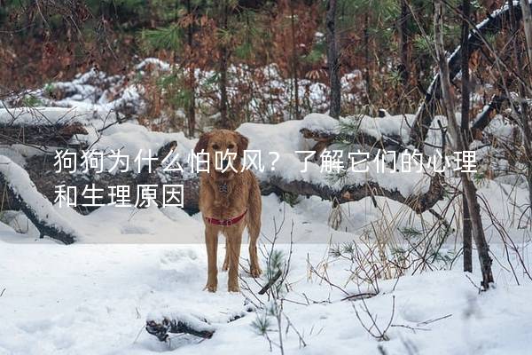 狗狗为什么怕吹风？了解它们的心理和生理原因
