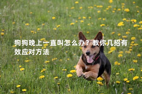 狗狗晚上一直叫怎么办？教你几招有效应对方法
