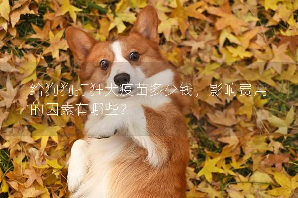 给狗狗打狂犬疫苗多少钱，影响费用的因素有哪些？