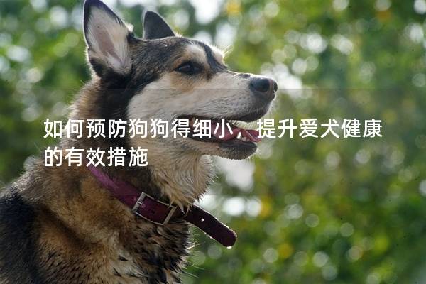 如何预防狗狗得细小，提升爱犬健康的有效措施