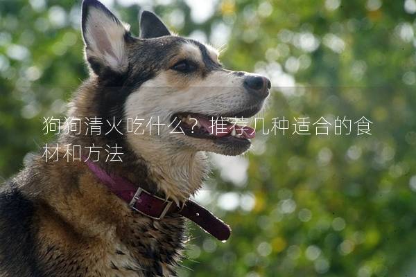 狗狗清火吃什么？推荐几种适合的食材和方法