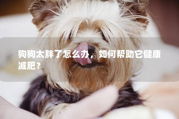 狗狗太胖了怎么办，如何帮助它健康减肥？
