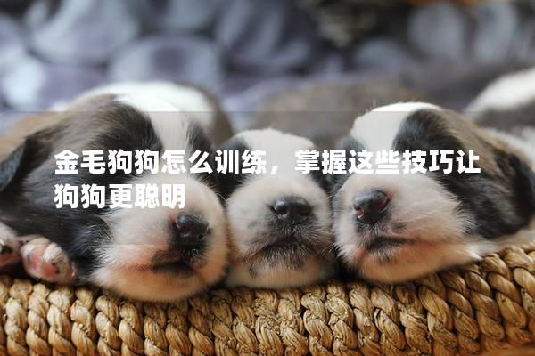 金毛狗狗怎么训练，掌握这些技巧让狗狗更聪明