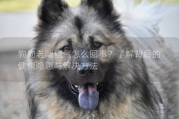 狗狗老喘粗气怎么回事？了解背后的健康隐患与解决方法