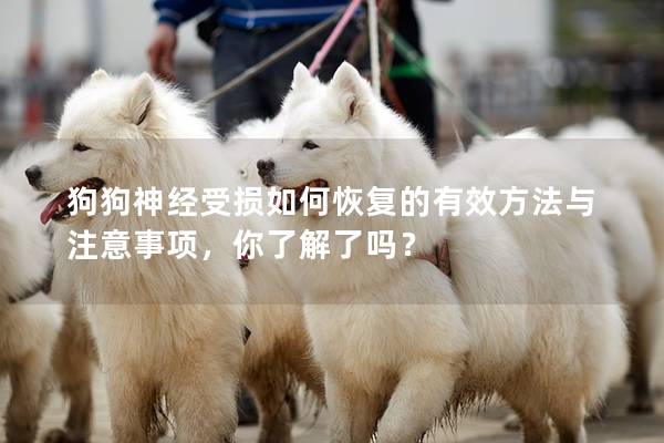 狗狗神经受损如何恢复的有效方法与注意事项，你了解了吗？
