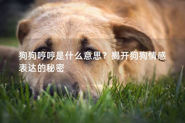 狗狗哼哼是什么意思？揭开狗狗情感表达的秘密