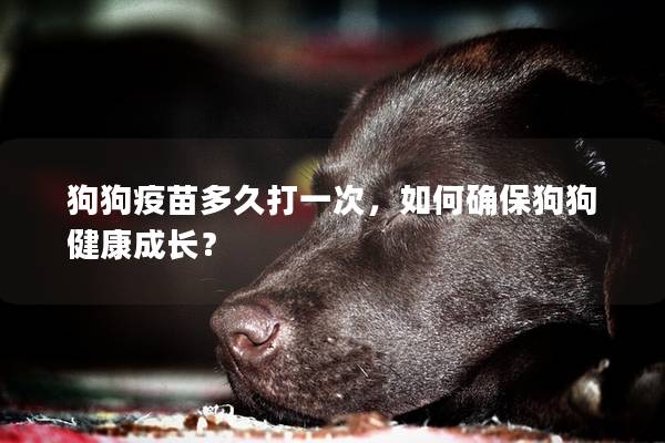 狗狗疫苗多久打一次，如何确保狗狗健康成长？