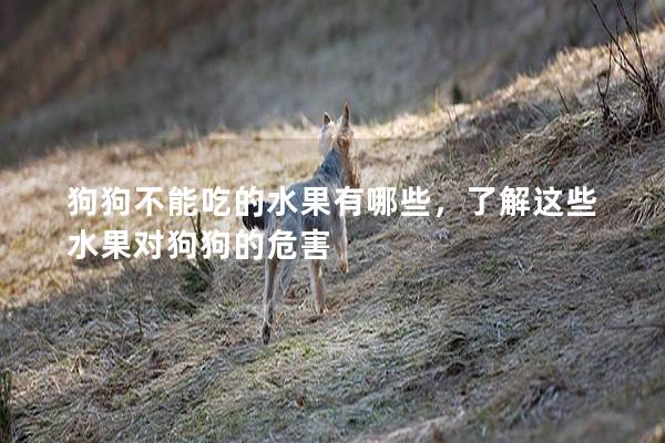 狗狗不能吃的水果有哪些，了解这些水果对狗狗的危害