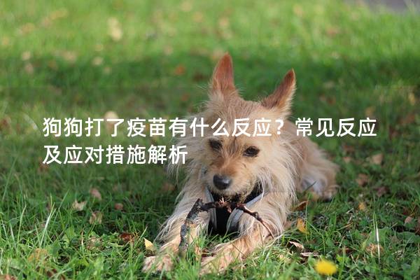 狗狗打了疫苗有什么反应？常见反应及应对措施解析