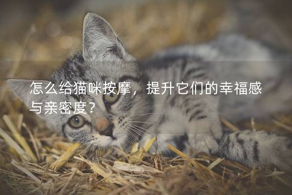 怎么给猫咪按摩，提升它们的幸福感与亲密度？