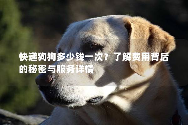 快递狗狗多少钱一次？了解费用背后的秘密与服务详情