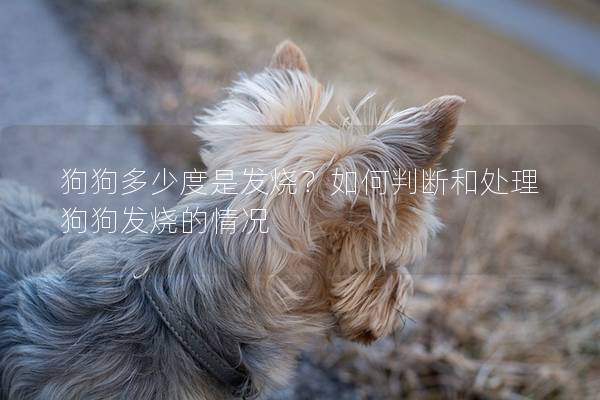 狗狗多少度是发烧？如何判断和处理狗狗发烧的情况