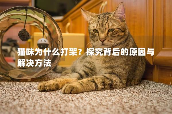 猫咪为什么打架？探究背后的原因与解决方法
