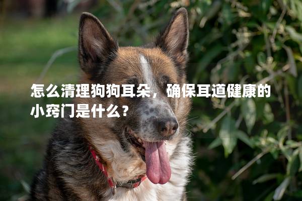 怎么清理狗狗耳朵，确保耳道健康的小窍门是什么？